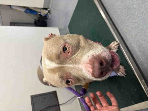 Billy, Pit Bull Terrier (medium coat)