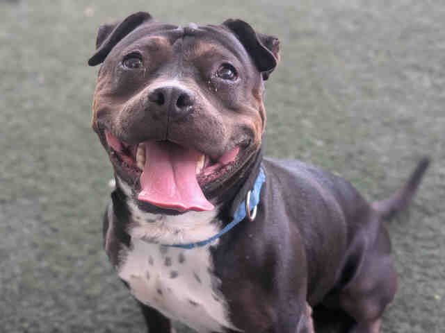 Indy - Pit Bull Terrier