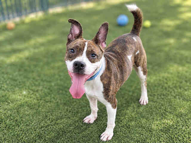 Sally - Pit Bull Terrier