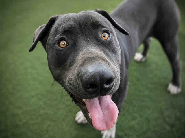 Arlo - Pit Bull Terrier