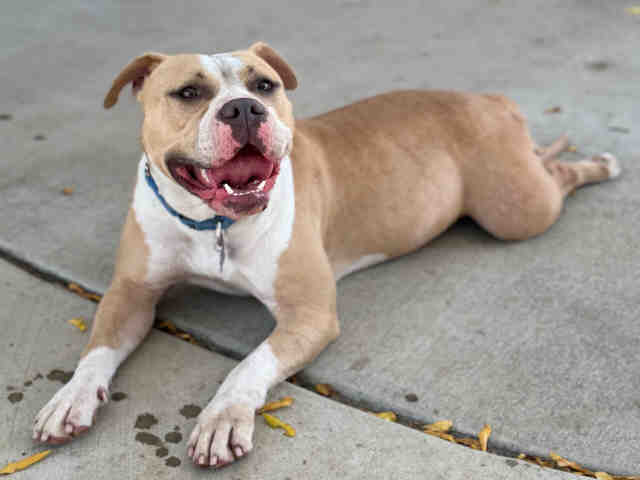 Carmela - Pit Bull Terrier