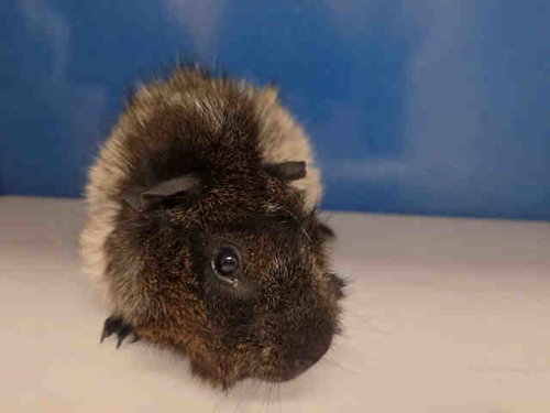 Mr Meeseeks, Guinea Pig (medium coat)