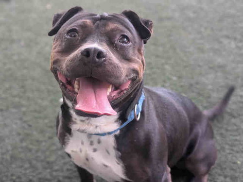 Indy, Pit Bull Terrier (medium coat)