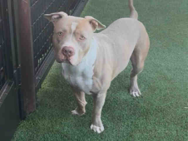 Billy - Pit Bull Terrier