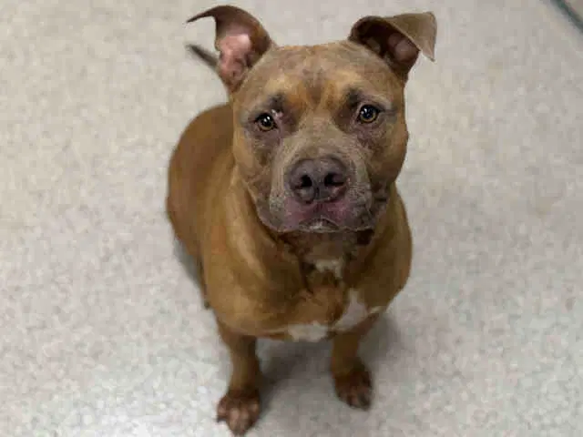 Royce - Pit Bull Terrier