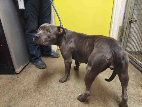 Latte, Pit Bull Terrier (medium coat)
