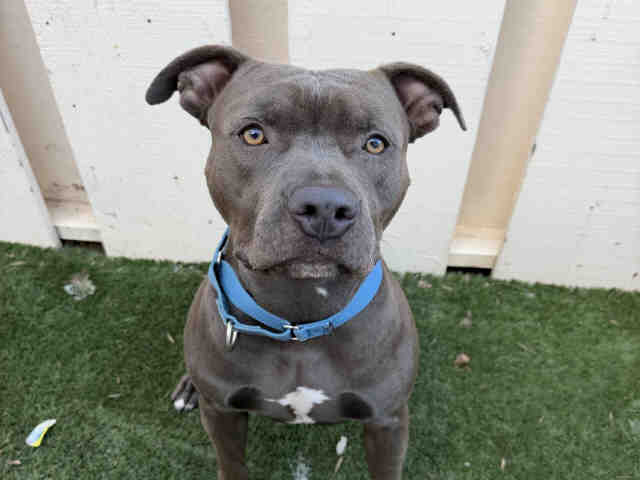 Latte - Pit Bull Terrier