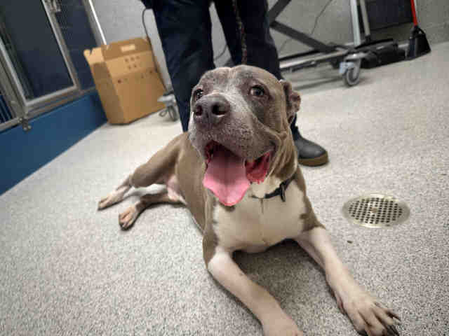 Blu - Pit Bull Terrier