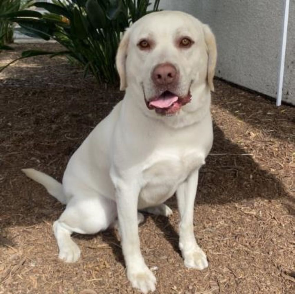 Dog for Adoption Whiskey, a Labrador Retriever in Palmdale, CA Alpha Paw