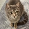 adoptable Cat in , OK named MOUSE