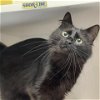 adoptable Cat in  named SIBBY