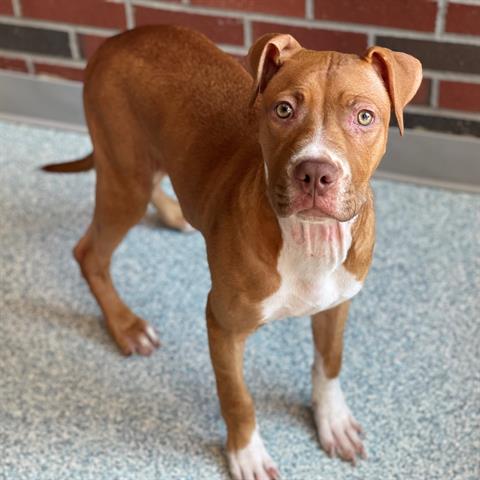 adoptable Dog in Edmond, OK named BRET MICHAELS