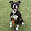 adoptable Dog in  named JO