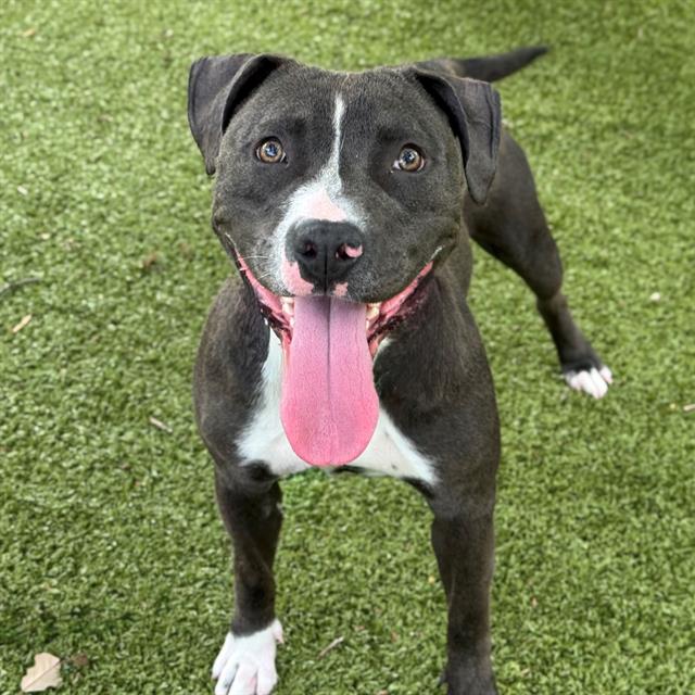 adoptable Dog in Edmond, OK named WITCH HAZEL