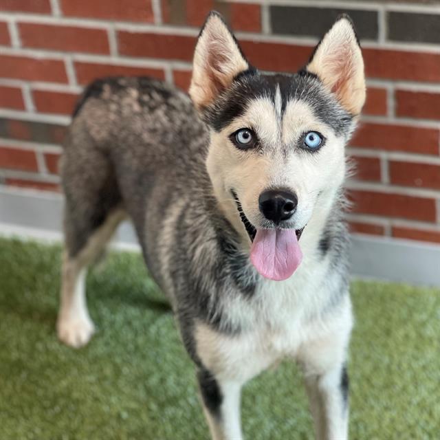 adoptable Dog in Edmond, OK named KIMMIE