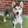 adoptable Dog in  named KIMMIE