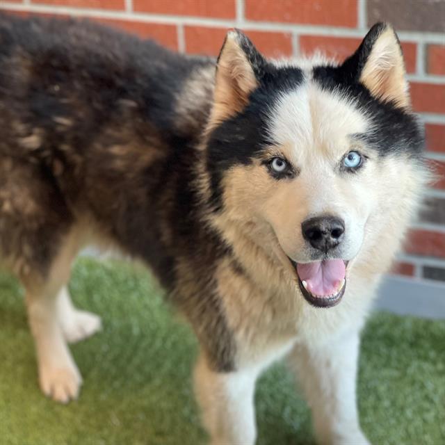 adoptable Dog in Edmond, OK named KRUSH