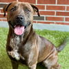 adoptable Dog in  named PAL