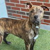 adoptable Dog in  named LASSO