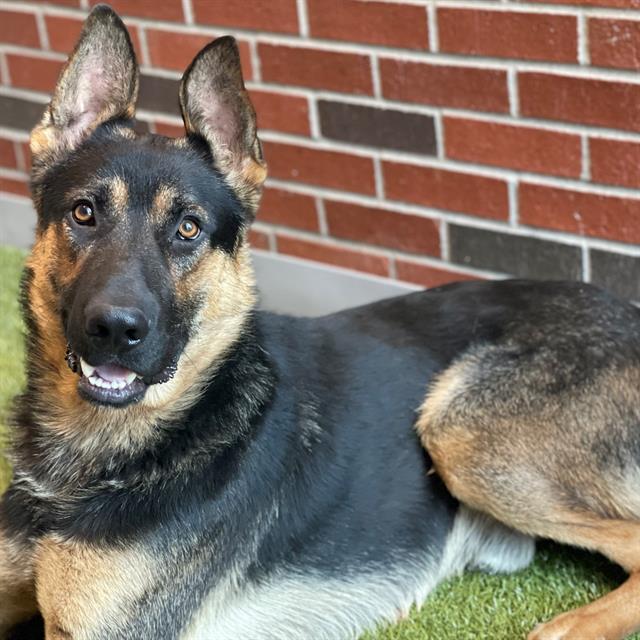 adoptable Dog in Edmond, OK named BUTCHER