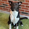 adoptable Dog in  named RUGBY
