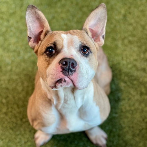 picture of the dog needing adoption