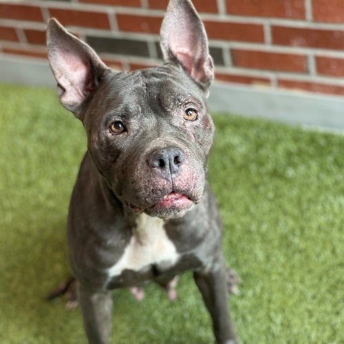 picture of the dog needing adoption