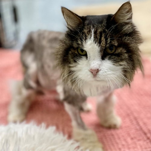 MADAME, an adoptable Domestic Long Hair in Edmond, OK