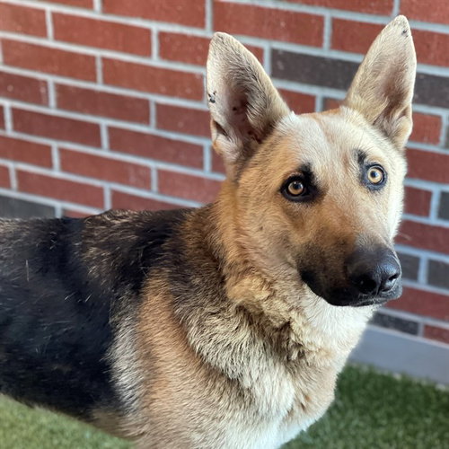 ERIS, an adoptable German Shepherd Dog in Edmond, OK