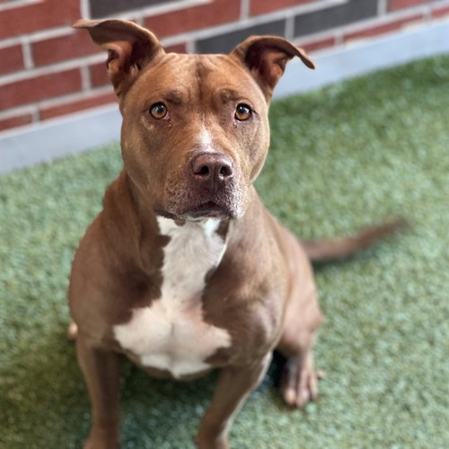CHARM, an adoptable American Pit Bull Terrier in Edmond, OK