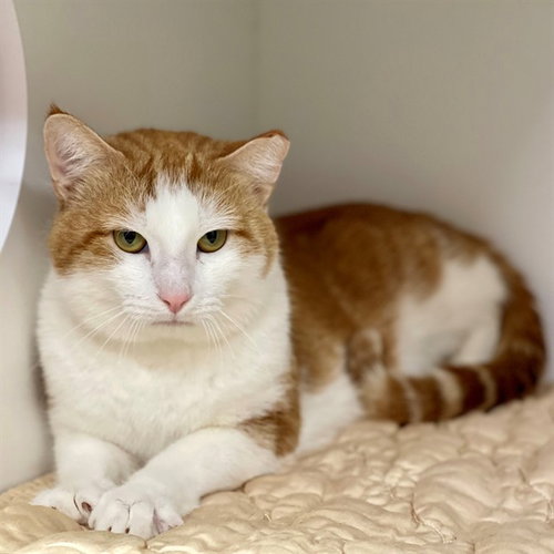 SANDLOT, an adoptable Domestic Short Hair in Edmond, OK