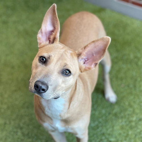 MELROSE, an adoptable American Pit Bull Terrier in Edmond, OK