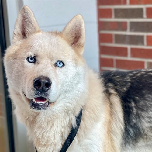 DIEGO, an adoptable Siberian Husky in Edmond, OK