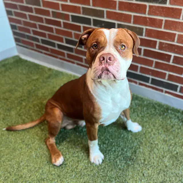 Tanx - American Pit Bull Terrier