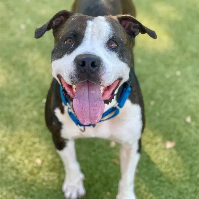Gino - American Pit Bull Terrier