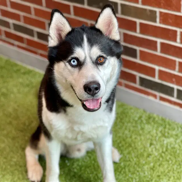 Zero - Siberian Husky