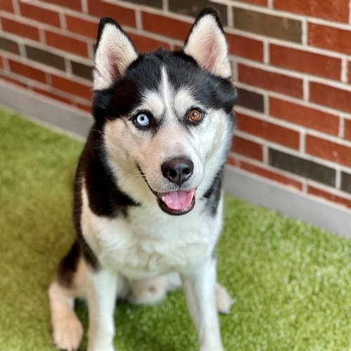 picture of the dog needing adoption