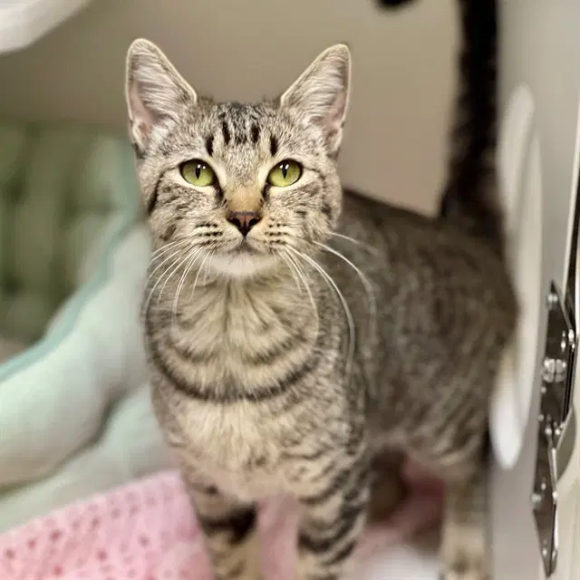 Alani - Domestic Short Hair