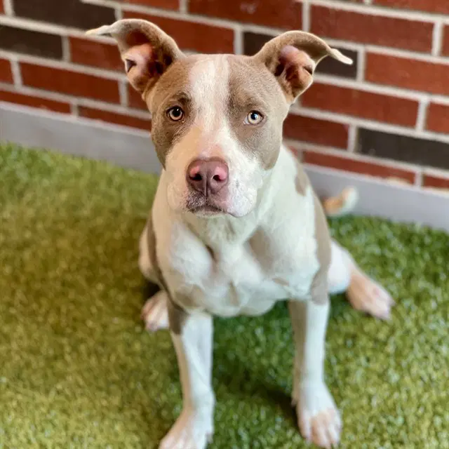 Doja - American Pit Bull Terrier