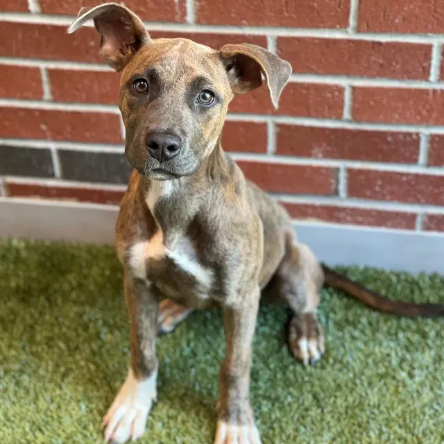 Freddie Mac - American Pit Bull Terrier