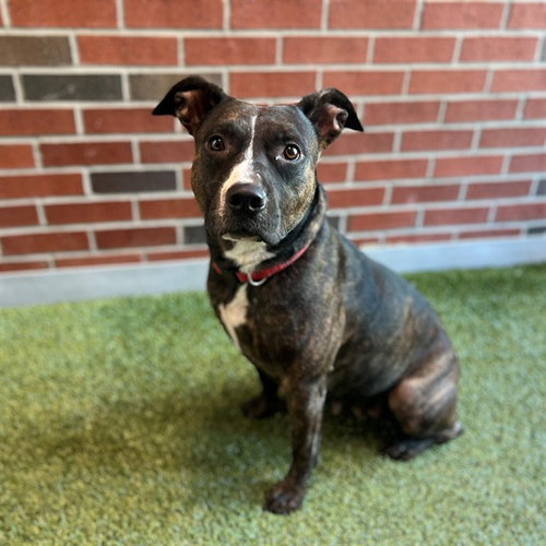 MALLOREE, a dog for adoption from City of Edmond Animal Welfare