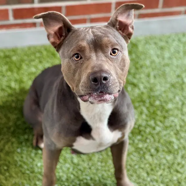 Vetta - American Pit Bull Terrier