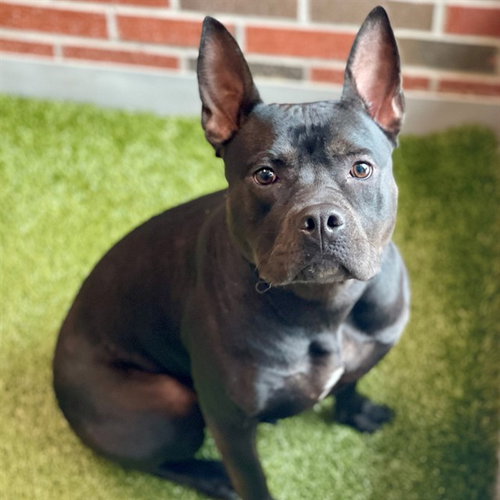 MAVIS, a dog for adoption from City of Edmond Animal Welfare