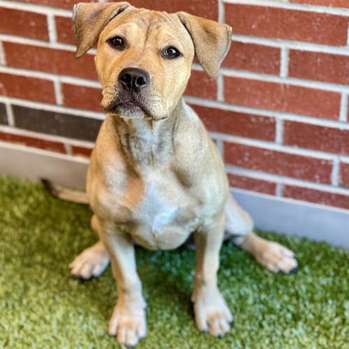 VERTIGO, a dog for adoption from City of Edmond Animal Welfare