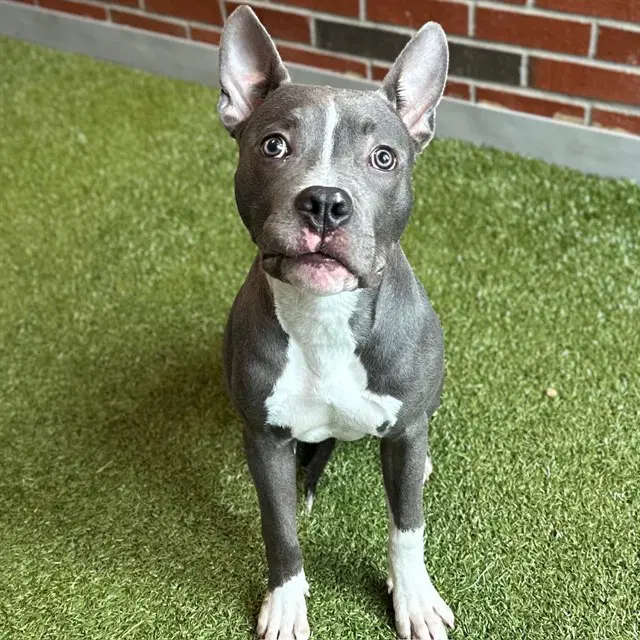 Riptide - American Pit Bull Terrier
