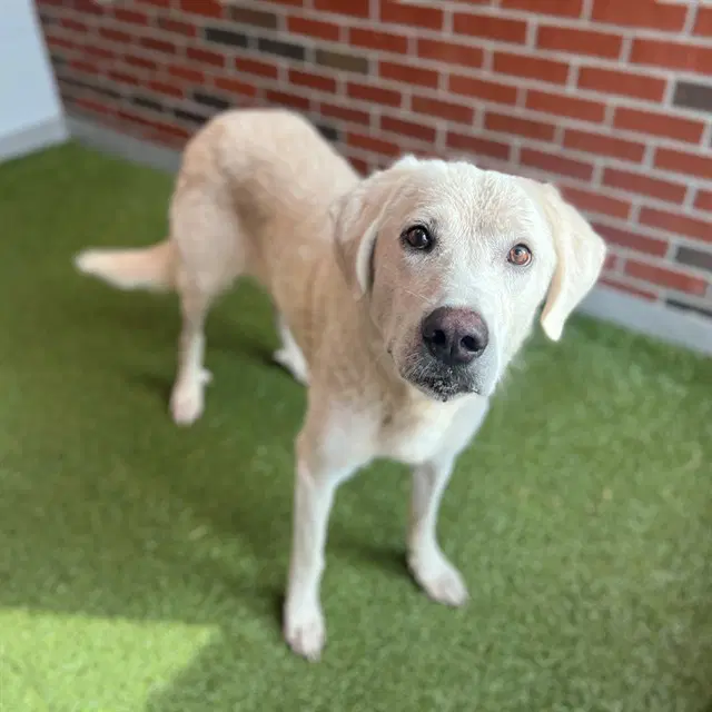 Marigold - Great Pyrenees