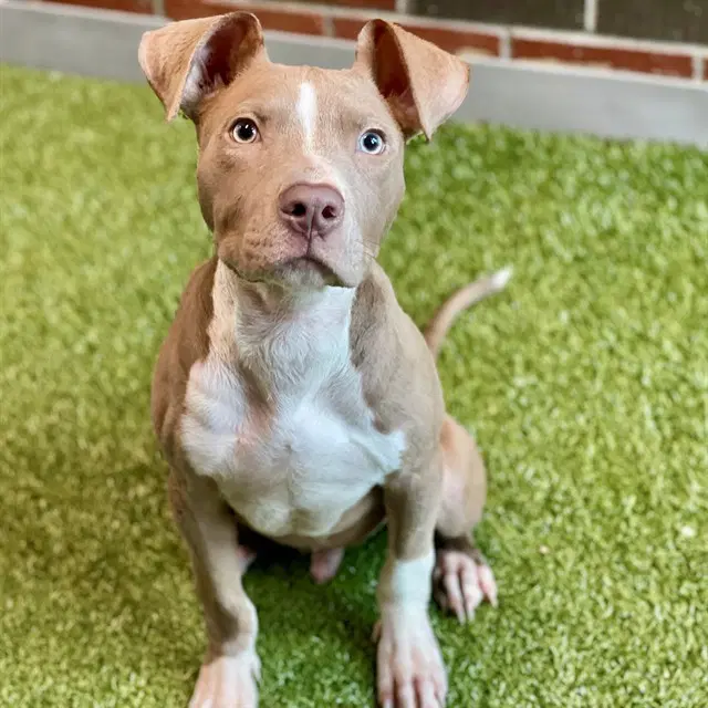 Dave - American Pit Bull Terrier