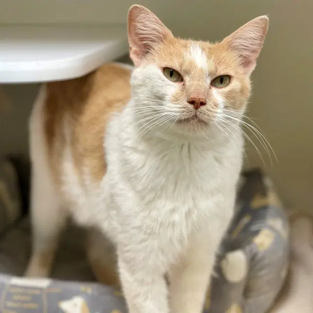 Doctor - Domestic Short Hair