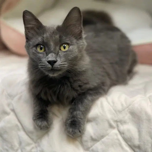 Root - Domestic Medium Hair