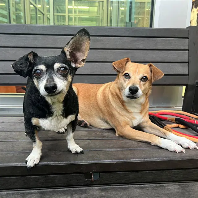 Sport - Chihuahua